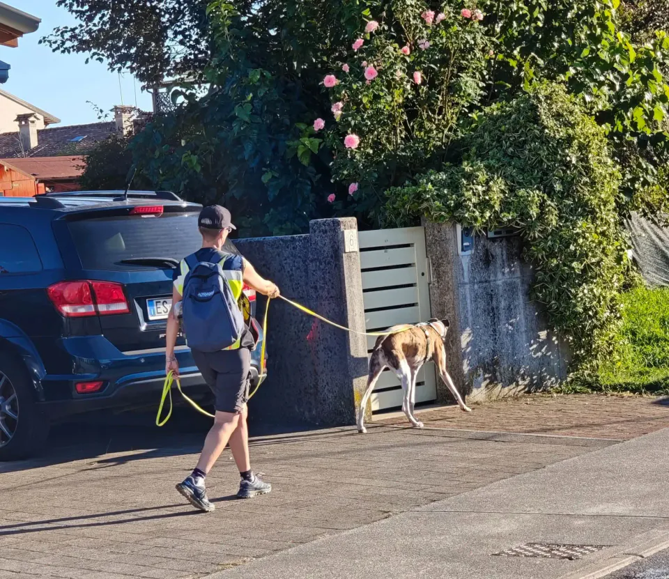 Foto GEM DOG A.S.D.: Allenamento di mantrailing, Pradamano, 27 settembre 2026, foto 12 di 153