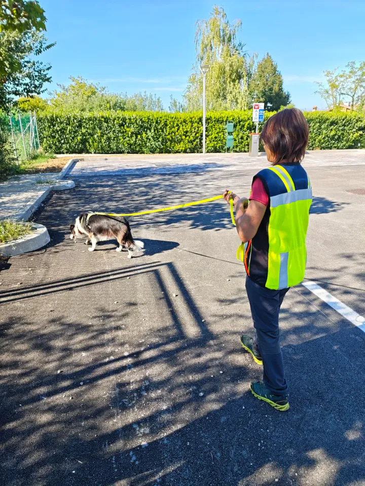 Foto GEM DOG A.S.D.: Allenamento di mantrailing, Pradamano, 27 settembre 2026, foto 121 di 153