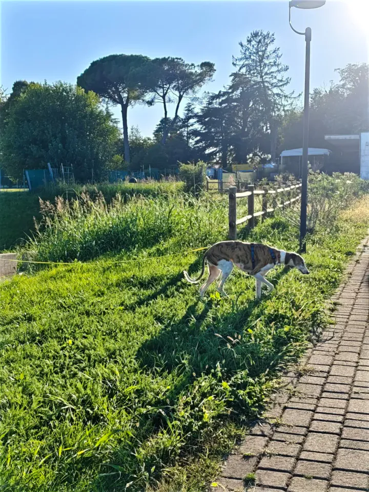 Foto GEM DOG A.S.D.: Allenamento di mantrailing, Pradamano, 27 settembre 2026, foto 125 di 153