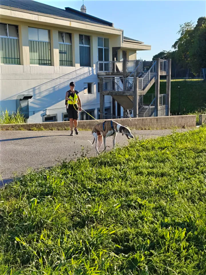 Foto GEM DOG A.S.D.: Allenamento di mantrailing, Pradamano, 27 settembre 2026, foto 126 di 153