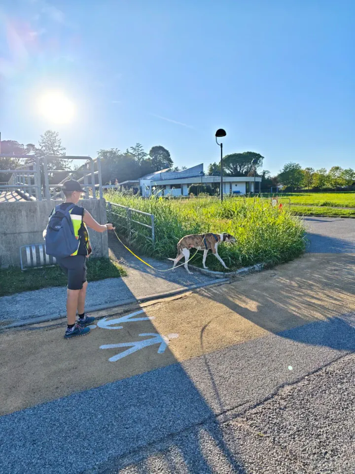 Foto GEM DOG A.S.D.: Allenamento di mantrailing, Pradamano, 27 settembre 2026, foto 129 di 153