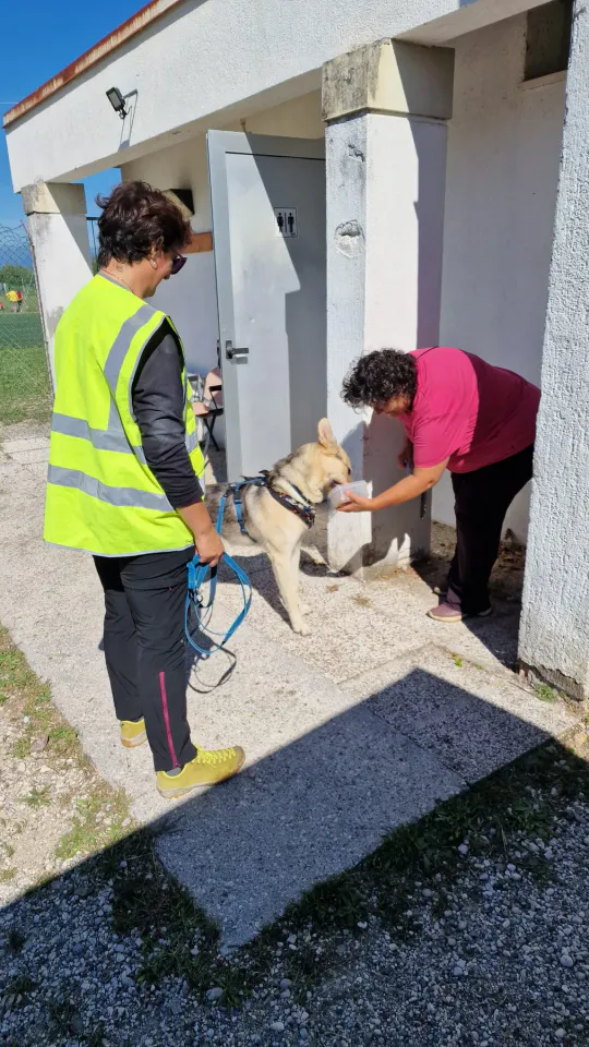 Foto GEM DOG A.S.D.: Allenamento di mantrailing, Pradamano, 27 settembre 2026, foto 13 di 153