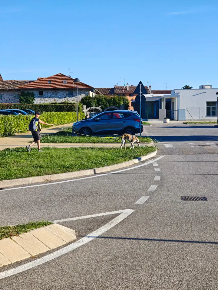 Foto GEM DOG A.S.D.: Allenamento di mantrailing, Pradamano, 27 settembre 2026, foto 132 di 153