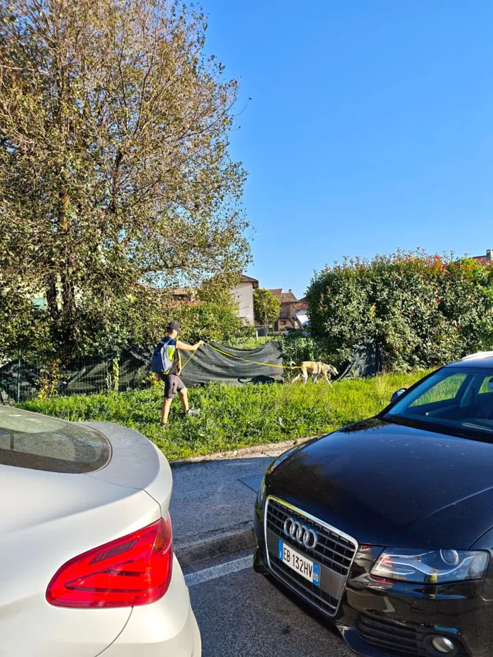 Foto GEM DOG A.S.D.: Allenamento di mantrailing, Pradamano, 27 settembre 2026, foto 137 di 153