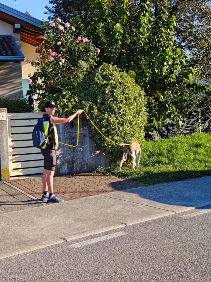 Foto GEM DOG A.S.D.: Allenamento di mantrailing, Pradamano, 27 settembre 2026, foto 138 di 153