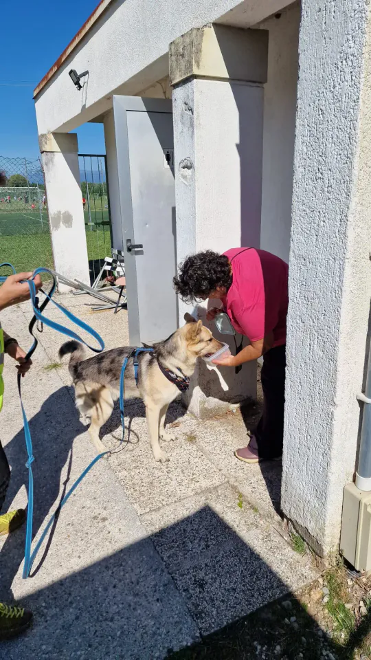 Foto GEM DOG A.S.D.: Allenamento di mantrailing, Pradamano, 27 settembre 2026, foto 14 di 153