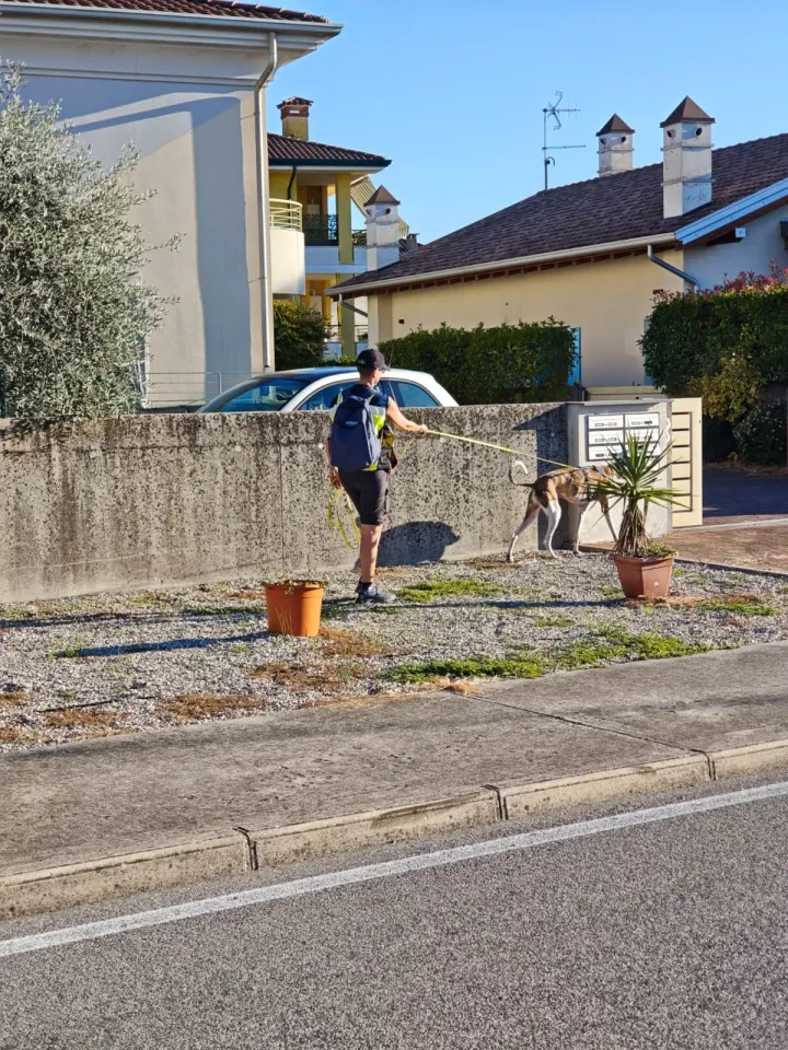 Foto GEM DOG A.S.D.: Allenamento di mantrailing, Pradamano, 27 settembre 2026, foto 140 di 153