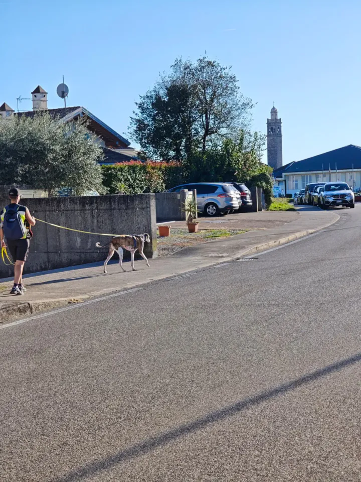 Foto GEM DOG A.S.D.: Allenamento di mantrailing, Pradamano, 27 settembre 2026, foto 141 di 153