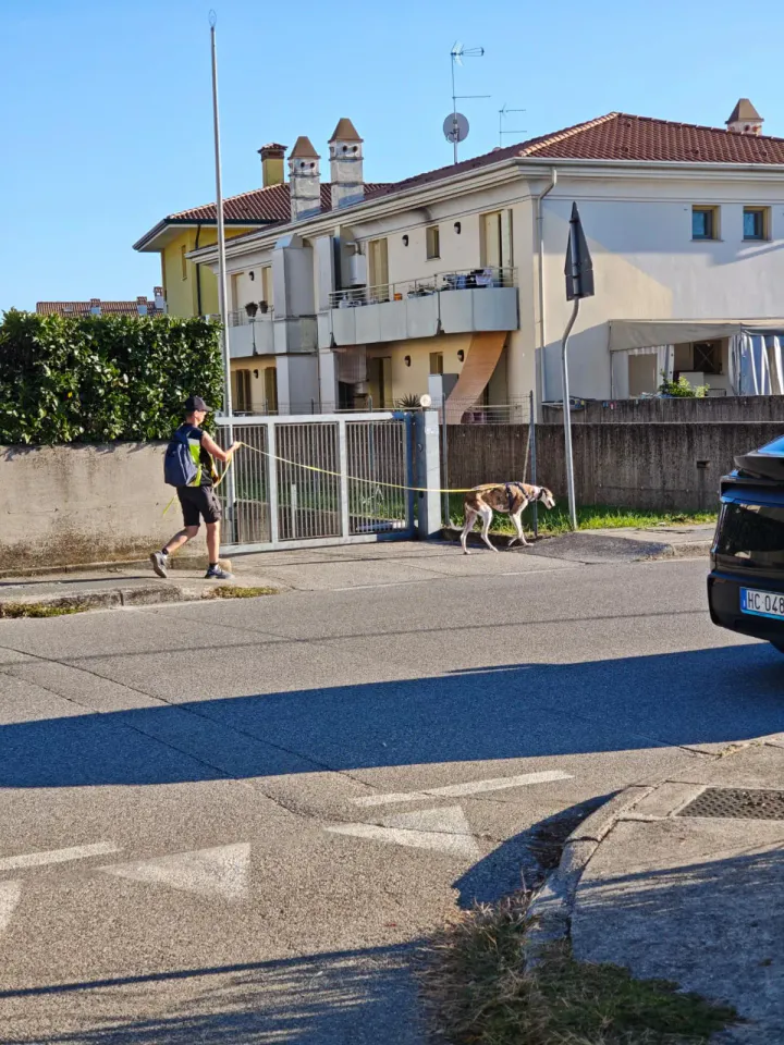 Foto GEM DOG A.S.D.: Allenamento di mantrailing, Pradamano, 27 settembre 2026, foto 142 di 153