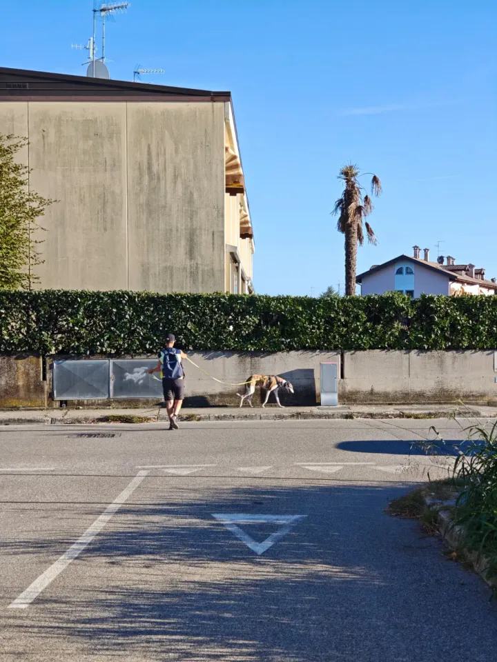 Foto GEM DOG A.S.D.: Allenamento di mantrailing, Pradamano, 27 settembre 2026, foto 143 di 153