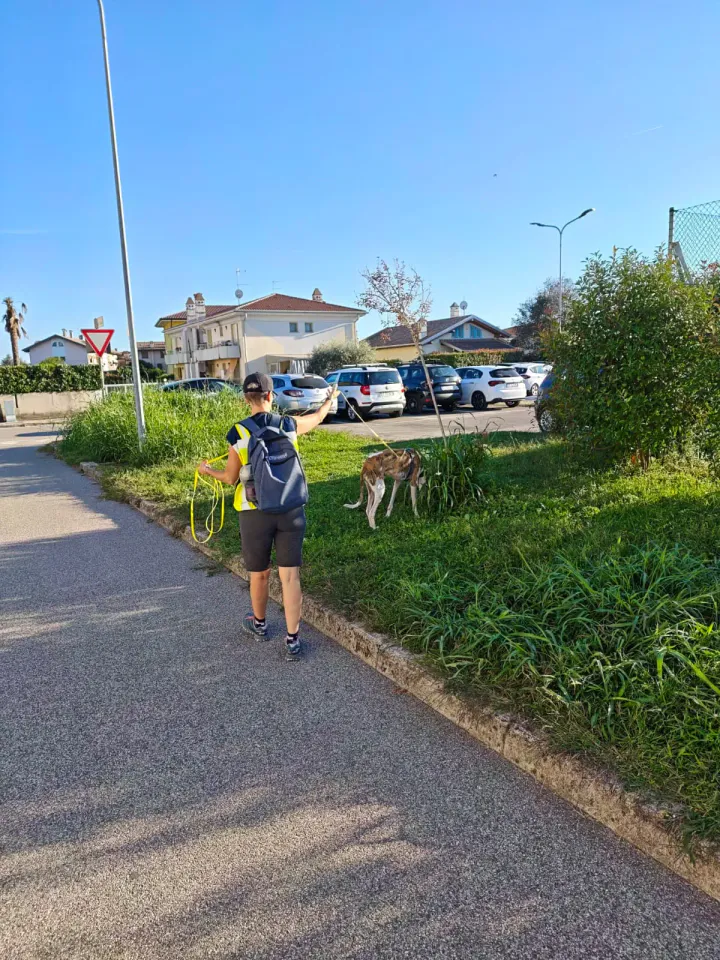 Foto GEM DOG A.S.D.: Allenamento di mantrailing, Pradamano, 27 settembre 2026, foto 146 di 153