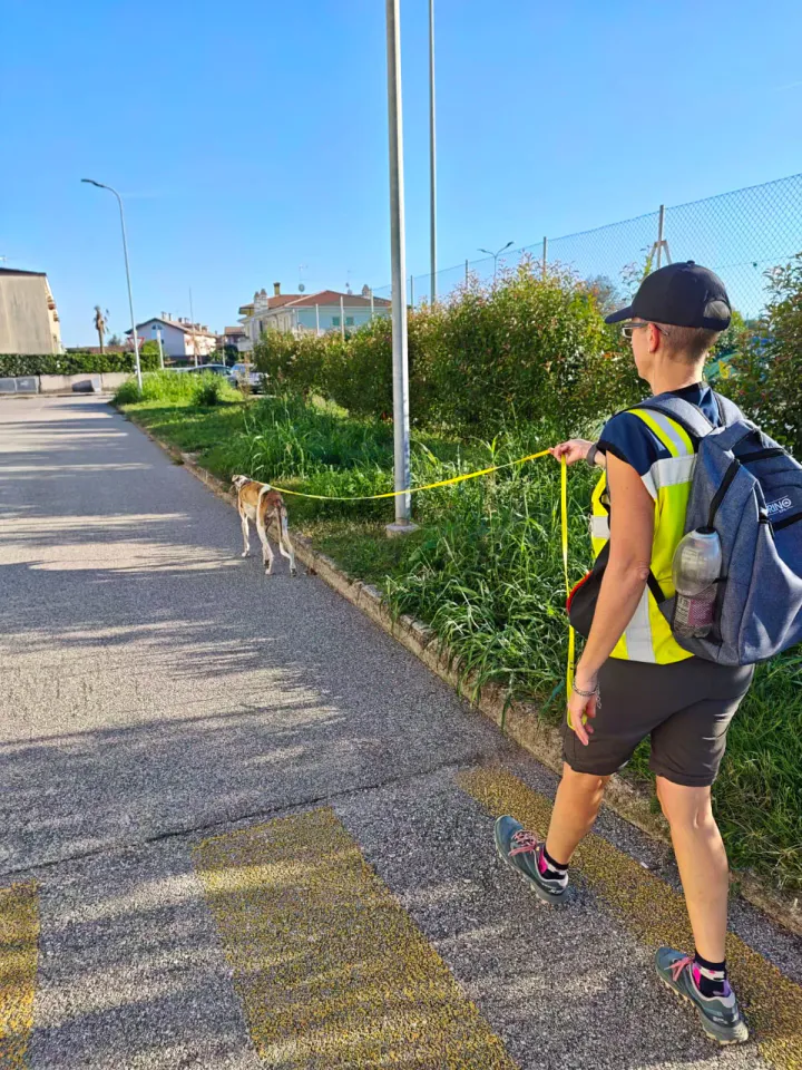 Foto GEM DOG A.S.D.: Allenamento di mantrailing, Pradamano, 27 settembre 2026, foto 149 di 153