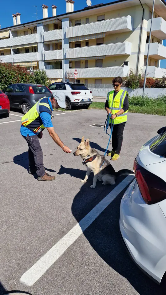 Foto GEM DOG A.S.D.: Allenamento di mantrailing, Pradamano, 27 settembre 2026, foto 15 di 153