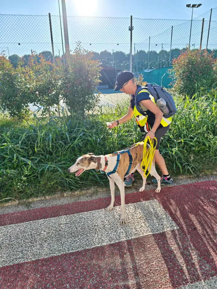 Foto GEM DOG A.S.D.: Allenamento di mantrailing, Pradamano, 27 settembre 2026, foto 151 di 153