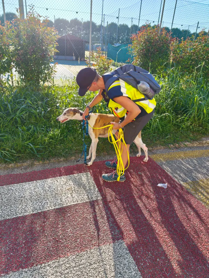 Foto GEM DOG A.S.D.: Allenamento di mantrailing, Pradamano, 27 settembre 2026, foto 153 di 153