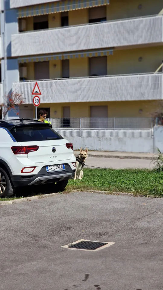 Foto GEM DOG A.S.D.: Allenamento di mantrailing, Pradamano, 27 settembre 2026, foto 16 di 153