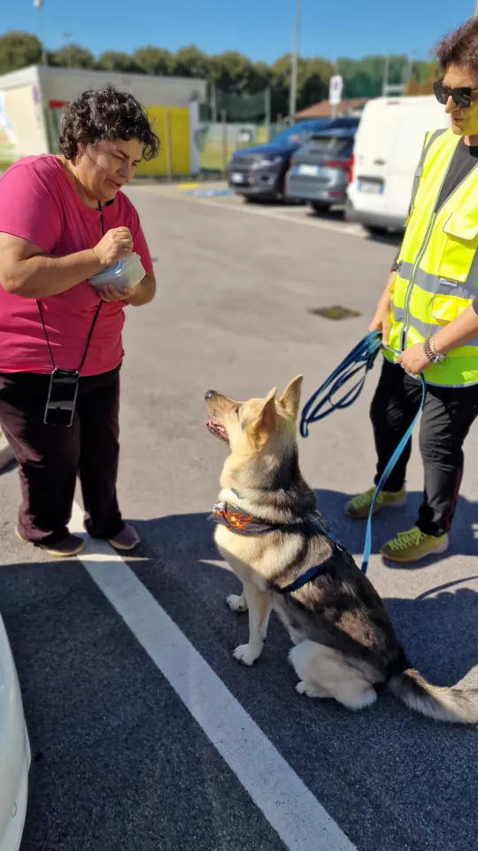 Foto GEM DOG A.S.D.: Allenamento di mantrailing, Pradamano, 27 settembre 2026, foto 19 di 153
