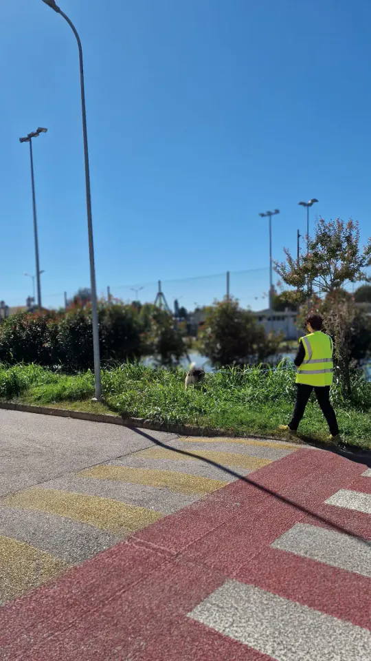 Foto GEM DOG A.S.D.: Allenamento di mantrailing, Pradamano, 27 settembre 2026, foto 22 di 153