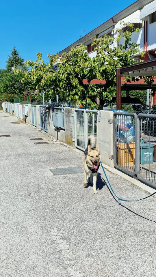 Foto GEM DOG A.S.D.: Allenamento di mantrailing, Pradamano, 27 settembre 2026, foto 23 di 153