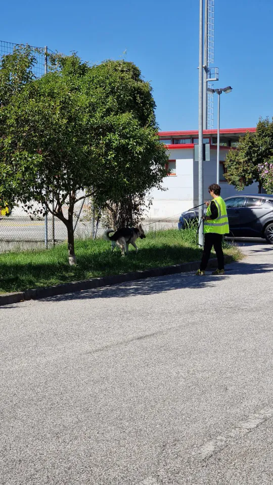 Foto GEM DOG A.S.D.: Allenamento di mantrailing, Pradamano, 27 settembre 2026, foto 24 di 153