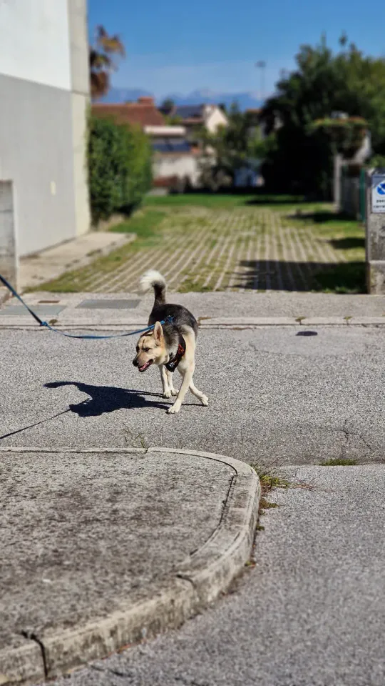Foto GEM DOG A.S.D.: Allenamento di mantrailing, Pradamano, 27 settembre 2026, foto 25 di 153