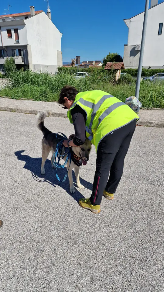 Foto GEM DOG A.S.D.: Allenamento di mantrailing, Pradamano, 27 settembre 2026, foto 26 di 153