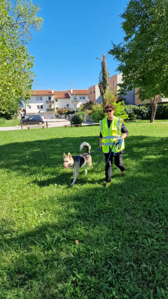 Foto GEM DOG A.S.D.: Allenamento di mantrailing, Pradamano, 27 settembre 2026, foto 28 di 153