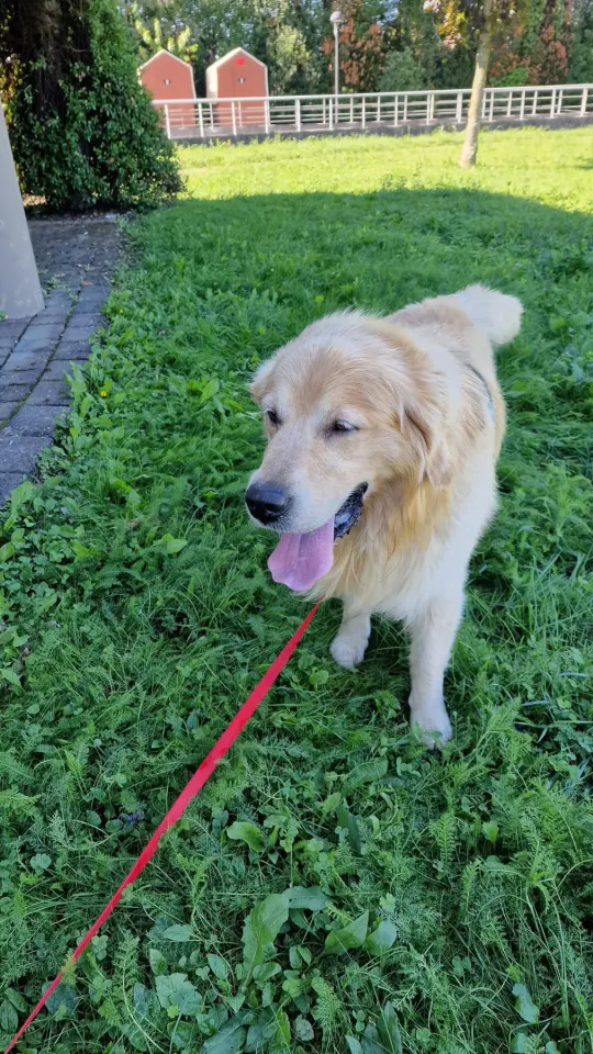 Foto GEM DOG A.S.D.: Allenamento di mantrailing, Pradamano, 27 settembre 2026, foto 30 di 153