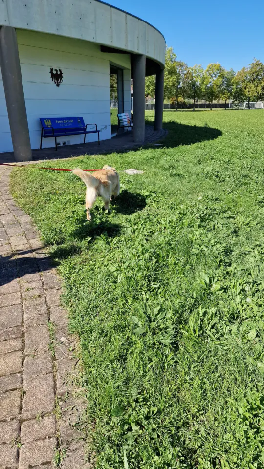 Foto GEM DOG A.S.D.: Allenamento di mantrailing, Pradamano, 27 settembre 2026, foto 33 di 153