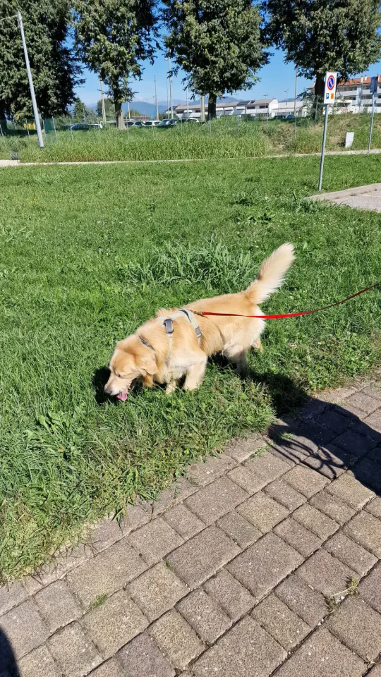Foto GEM DOG A.S.D.: Allenamento di mantrailing, Pradamano, 27 settembre 2026, foto 37 di 153