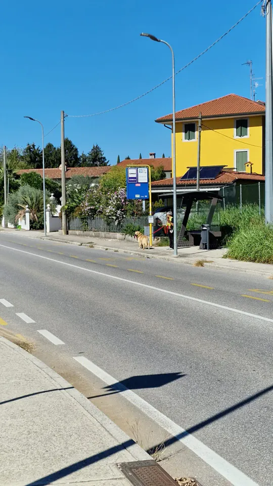 Foto GEM DOG A.S.D.: Allenamento di mantrailing, Pradamano, 27 settembre 2026, foto 38 di 153