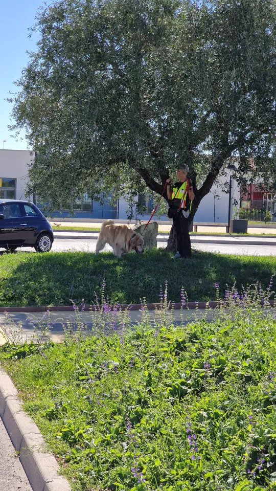 Foto GEM DOG A.S.D.: Allenamento di mantrailing, Pradamano, 27 settembre 2026, foto 40 di 153