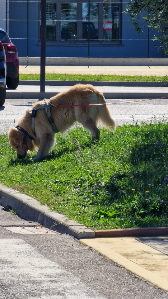 Foto GEM DOG A.S.D.: Allenamento di mantrailing, Pradamano, 27 settembre 2026, foto 41 di 153