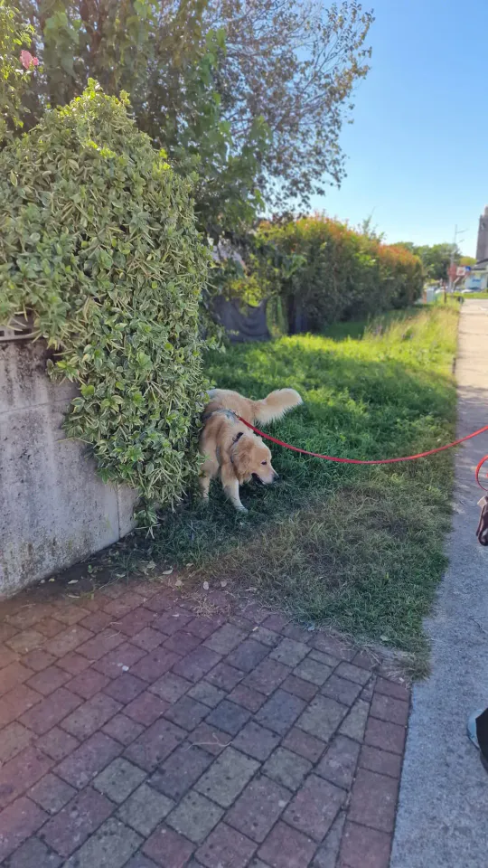 Foto GEM DOG A.S.D.: Allenamento di mantrailing, Pradamano, 27 settembre 2026, foto 42 di 153
