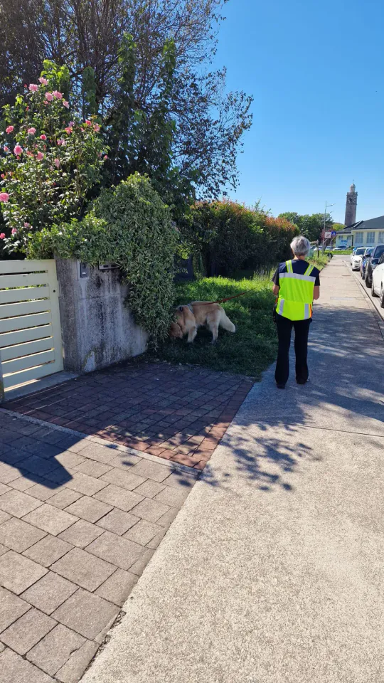 Foto GEM DOG A.S.D.: Allenamento di mantrailing, Pradamano, 27 settembre 2026, foto 43 di 153