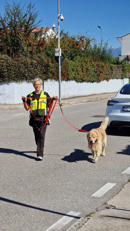 Foto GEM DOG A.S.D.: Allenamento di mantrailing, Pradamano, 27 settembre 2026, foto 47 di 153