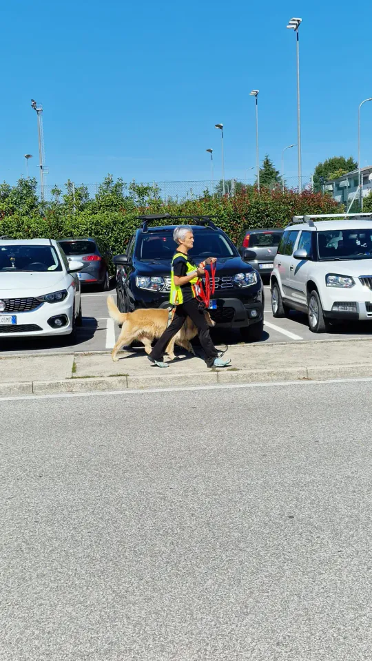 Foto GEM DOG A.S.D.: Allenamento di mantrailing, Pradamano, 27 settembre 2026, foto 48 di 153