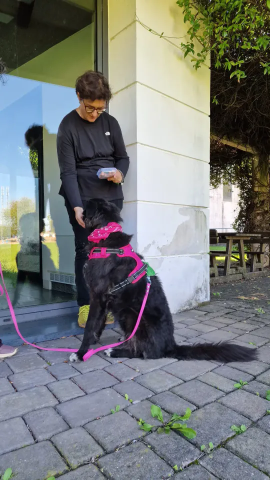 Foto GEM DOG A.S.D.: Allenamento di mantrailing, Pradamano, 27 settembre 2026, foto 52 di 153