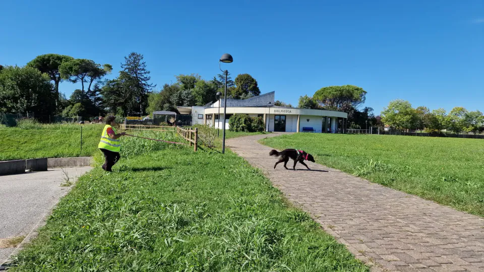 Foto GEM DOG A.S.D.: Allenamento di mantrailing, Pradamano, 27 settembre 2026, foto 55 di 153