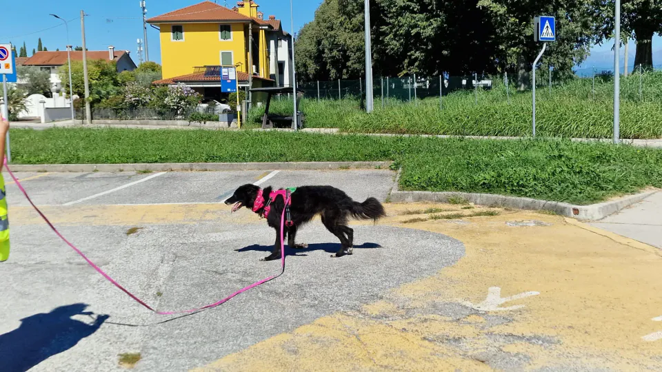 Foto GEM DOG A.S.D.: Allenamento di mantrailing, Pradamano, 27 settembre 2026, foto 57 di 153