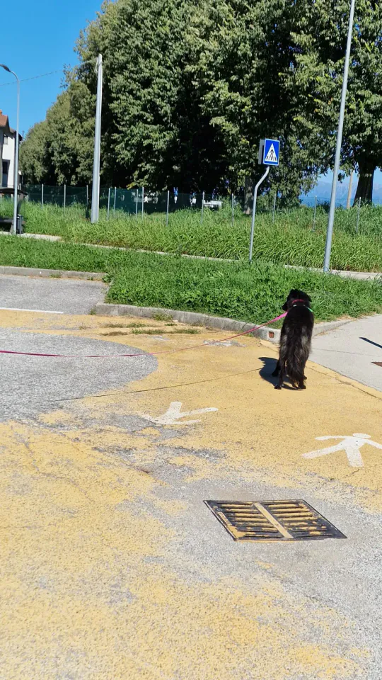Foto GEM DOG A.S.D.: Allenamento di mantrailing, Pradamano, 27 settembre 2026, foto 58 di 153
