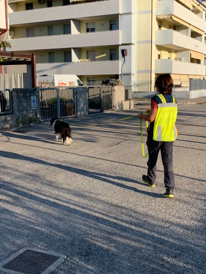 Foto GEM DOG A.S.D.: Allenamento di mantrailing, Pradamano, 27 settembre 2026, foto 65 di 153