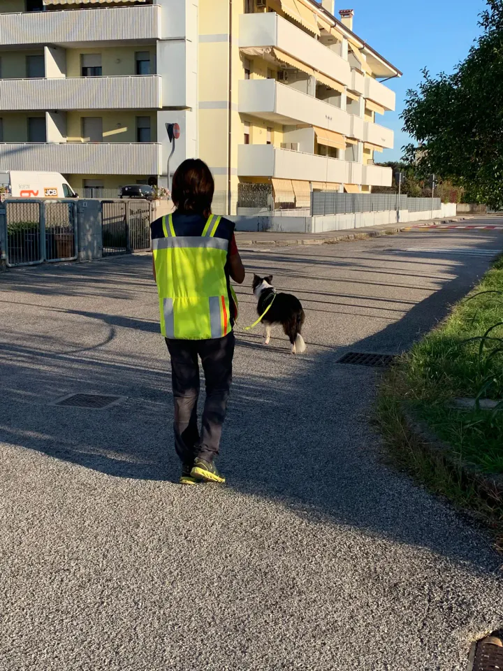 Foto GEM DOG A.S.D.: Allenamento di mantrailing, Pradamano, 27 settembre 2026, foto 66 di 153