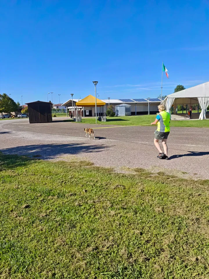 Foto GEM DOG A.S.D.: Allenamento di mantrailing, Pradamano, 27 settembre 2026, foto 67 di 153