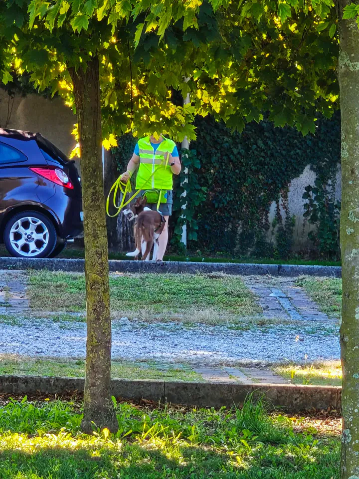 Foto GEM DOG A.S.D.: Allenamento di mantrailing, Pradamano, 27 settembre 2026, foto 74 di 153
