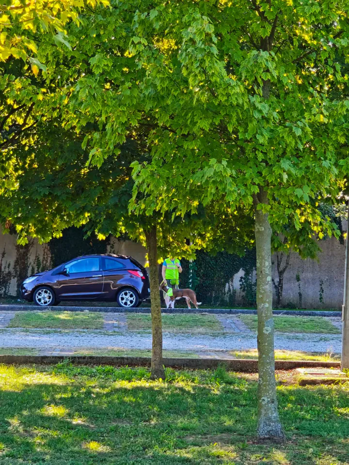 Foto GEM DOG A.S.D.: Allenamento di mantrailing, Pradamano, 27 settembre 2026, foto 75 di 153