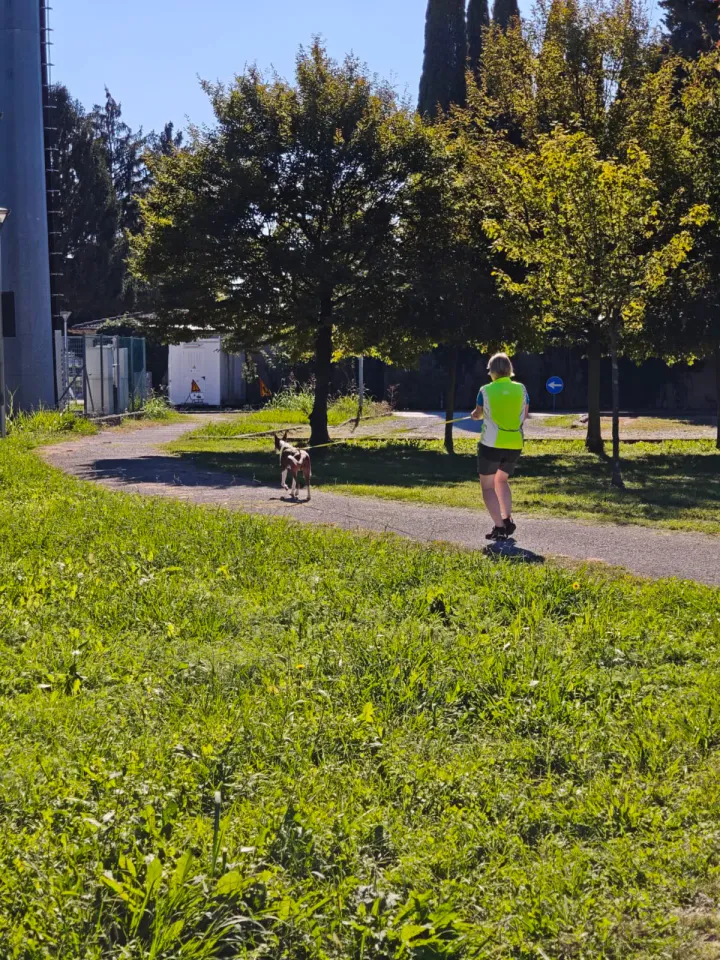 Foto GEM DOG A.S.D.: Allenamento di mantrailing, Pradamano, 27 settembre 2026, foto 76 di 153