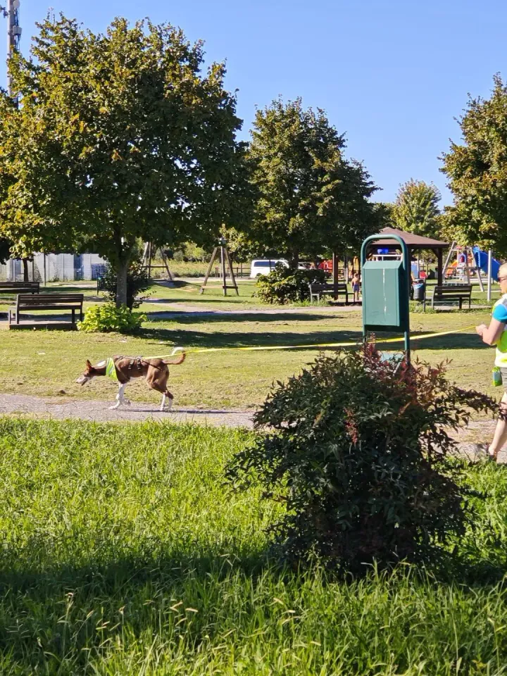 Foto GEM DOG A.S.D.: Allenamento di mantrailing, Pradamano, 27 settembre 2026, foto 79 di 153