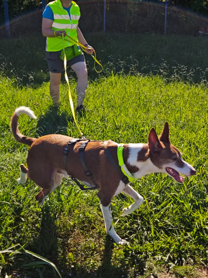 Foto GEM DOG A.S.D.: Allenamento di mantrailing, Pradamano, 27 settembre 2026, foto 81 di 153