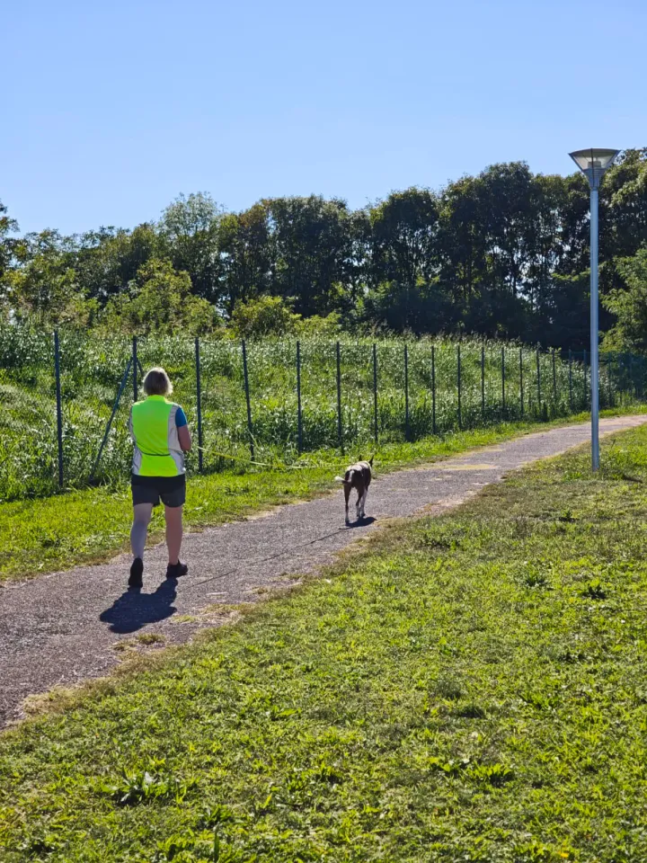 Foto GEM DOG A.S.D.: Allenamento di mantrailing, Pradamano, 27 settembre 2026, foto 84 di 153